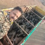 भैंसों की तस्करी के लिए जा रहे वाहन को कोतवाली पुलिस ने पकड़ा, २१ नग पशु बरामद